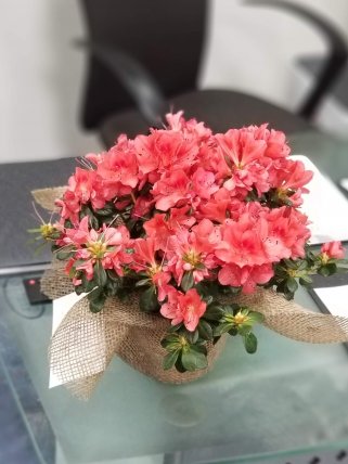 Eskişehir Çiçekçi - Kırmızı Açelya Çiçeği