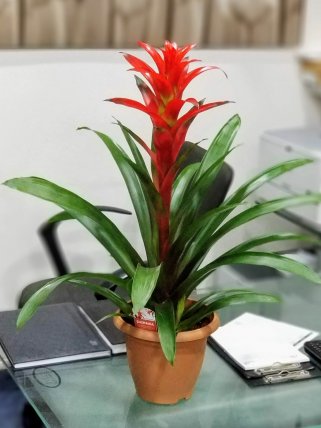 Eskişehir Guzmania Çiçeği