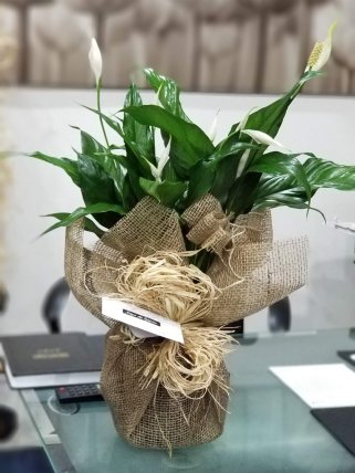 Spathiphyllum, Barış Çiçeği, Yelken Çiçeği