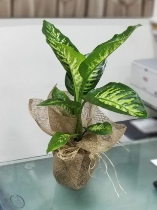 Difenbahya Tropic