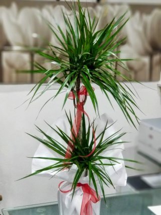 İkili Marginata - Eskişehir Çiçekçi