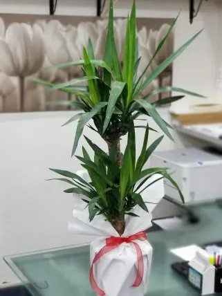 Eskişehir Çiçekçi - İkili Yukka (Yucca)
