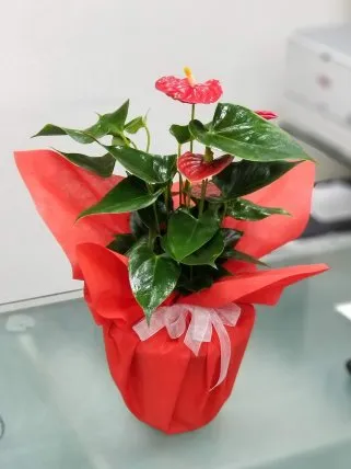 Anthurium (Antoryum) Çiçeği