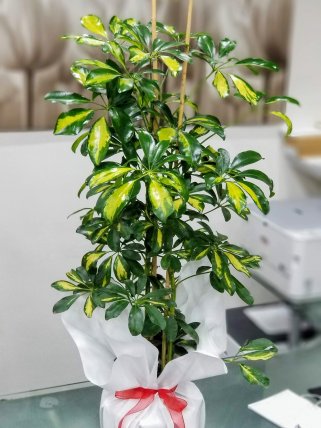 Şeflera (Schefflera)