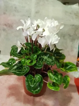 Beyaz sıklamen 