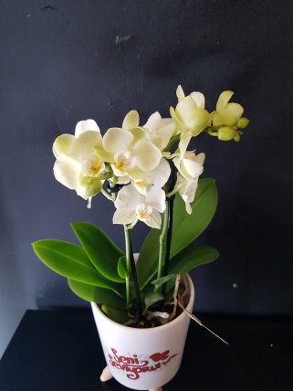 Seni seviyorum mini orkide 