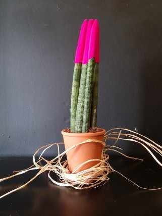 Hovartia 3 paşa kılıcı 