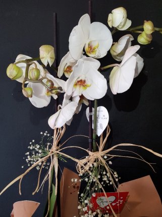 Orkide beyaz