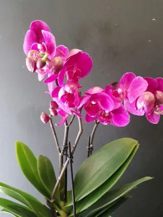 Pembe mini orkide