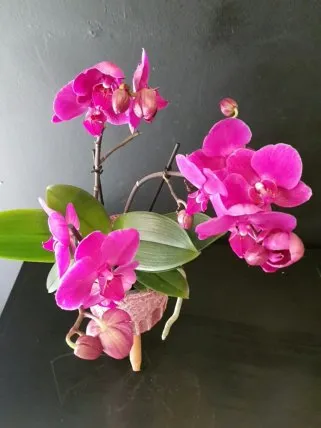 Pembe mini orkide 2