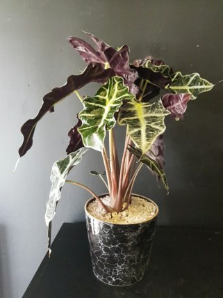 Galetya(melek kanadi)