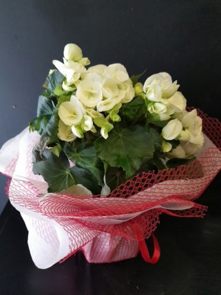 Beyaz Begonya