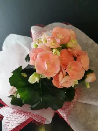 Tozpembe Begonya