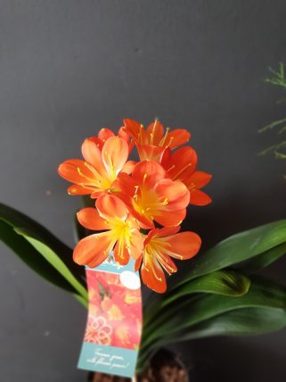 Clivia