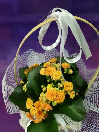 Kalansiyo sepette sarı 