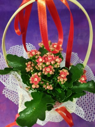 Kalansiyo kırmızı 