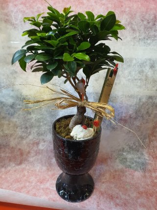 Bonsai seramik saksılı 