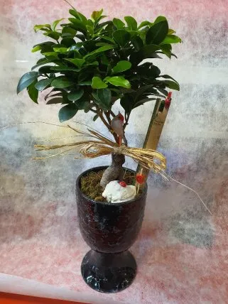 Bonsai seramik saksılı 