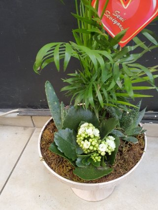 Seramik saksılı arajman 