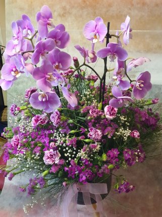 Orkide kız isteme çiçeği 