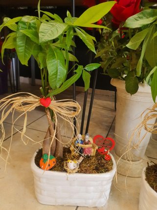 Pachira (Para Çiçeği)