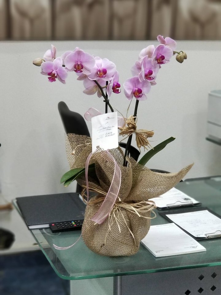 Eskişehir Çiçekçi - Kırmızı Açelya Çiçeği