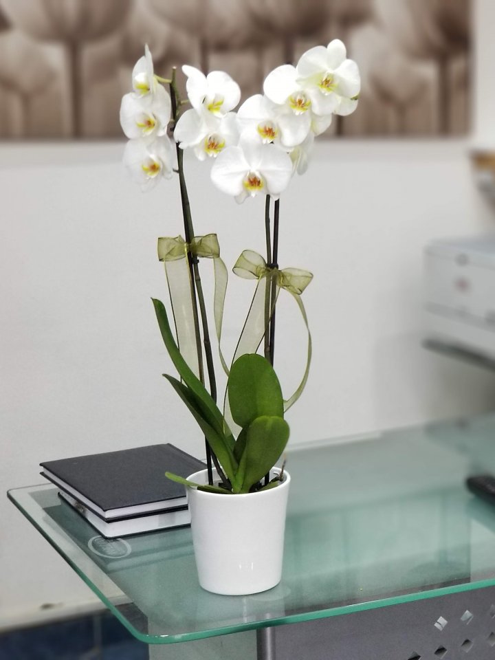 İki Dal Beyaz Orkide - Eskişehir Pınar Çiçekçilik
