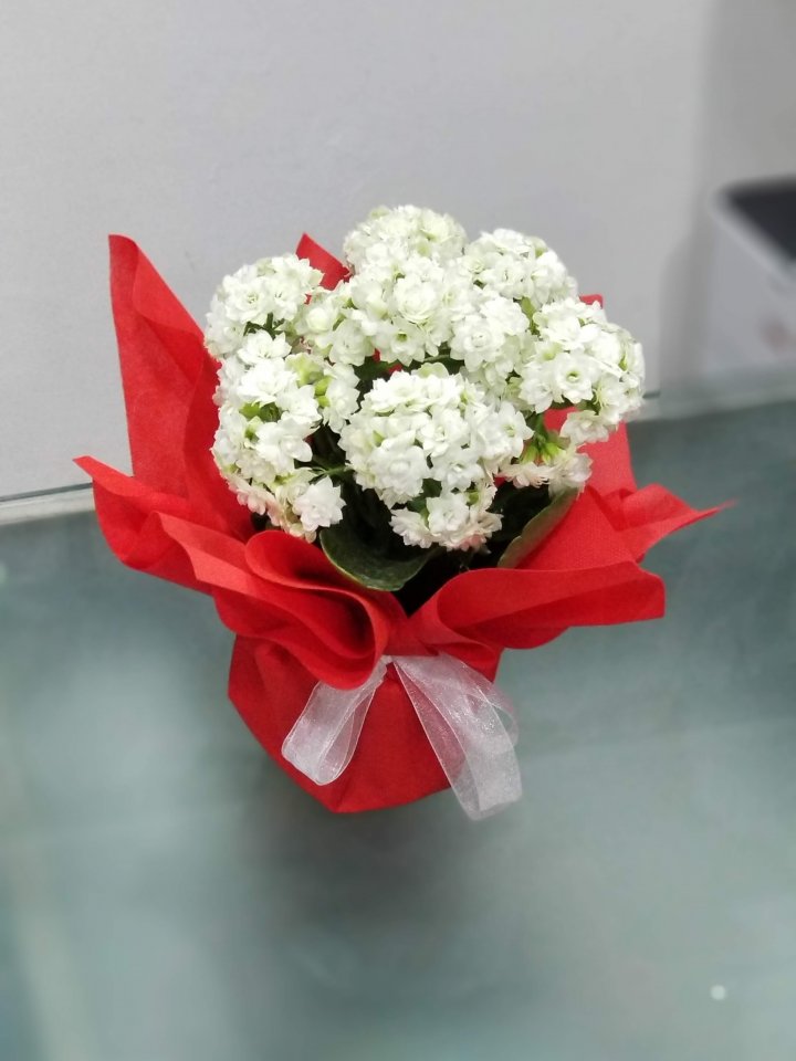 Kalanşiyo (Kalanchoe) - Eskişehir çiçek siparişi