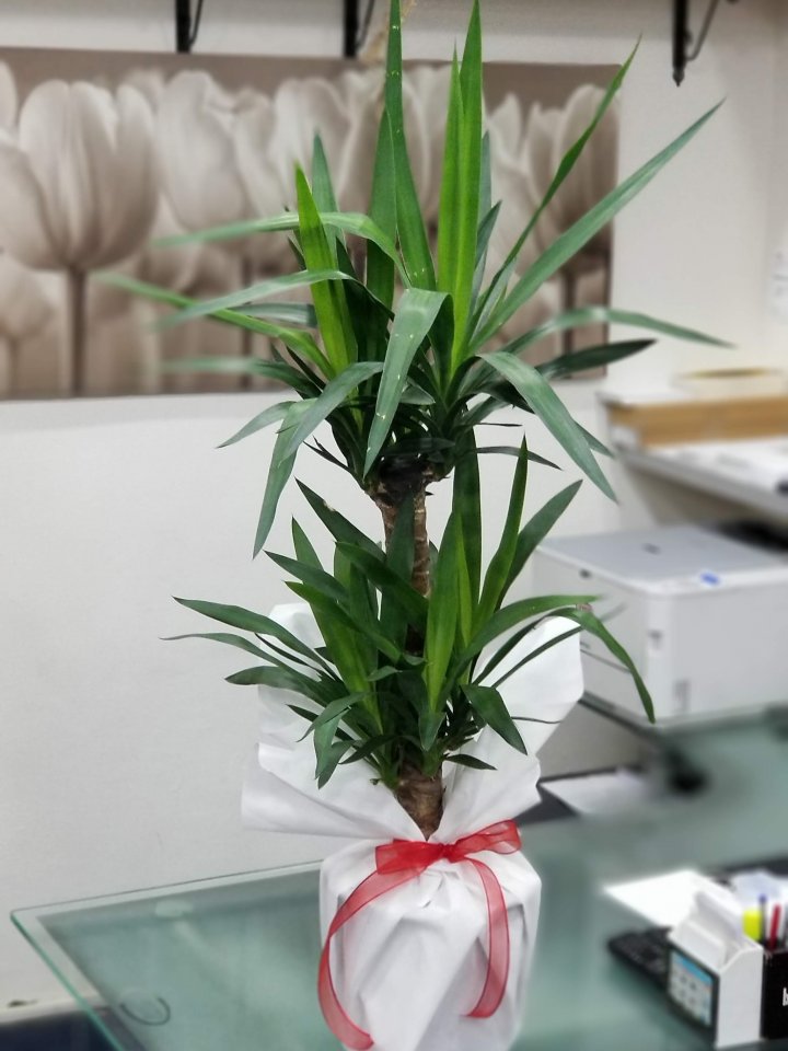 Eskişehir Çiçekçi - İkili Yukka (Yucca)