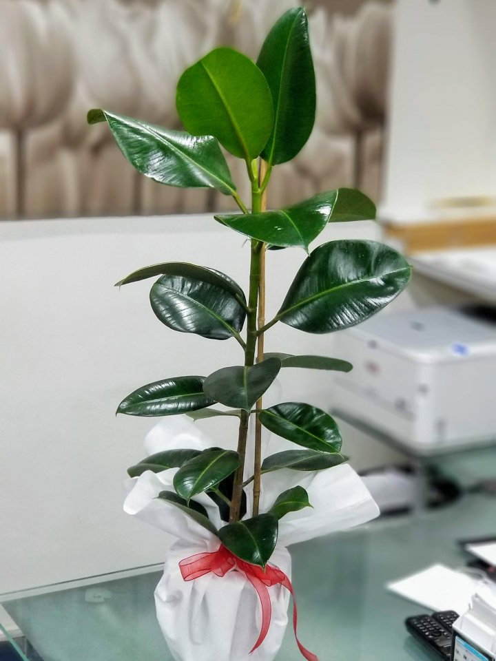 Eskişehir Çiçekçi - Kauçuk Bitkisi