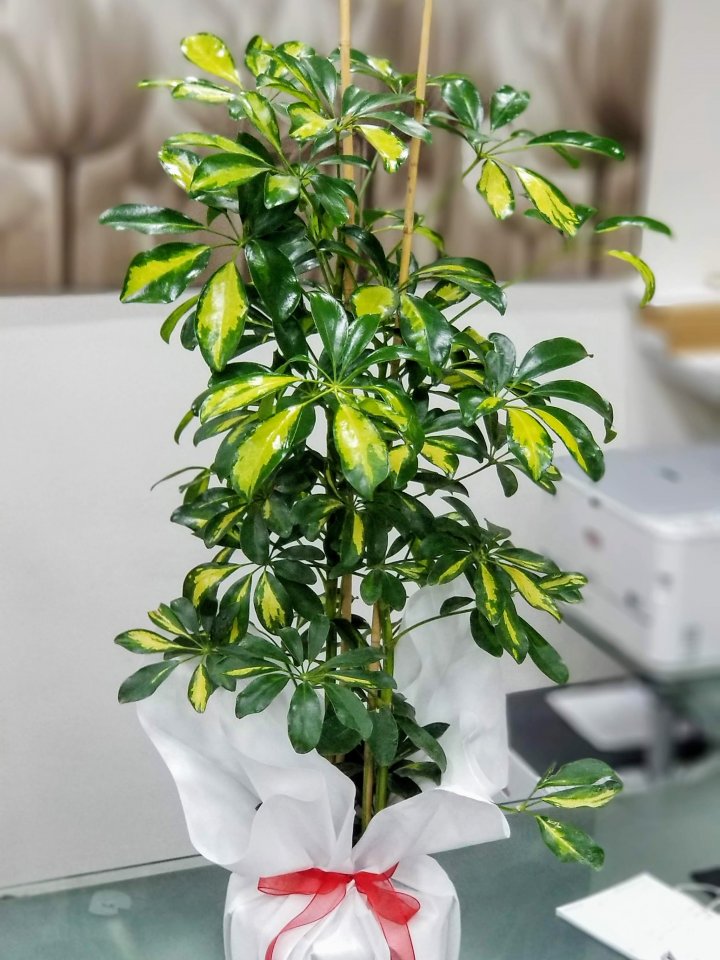 Şeflera (Schefflera)