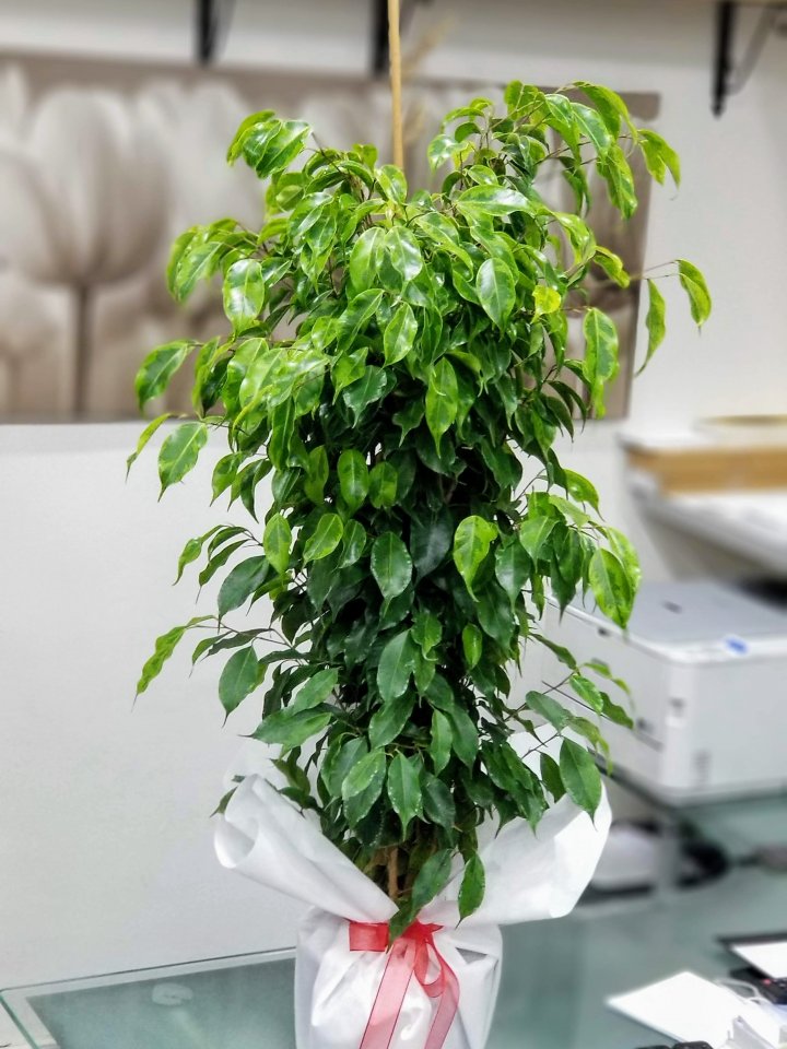 Ficus Benjamin - Eskişehir Çiçek Siparişi