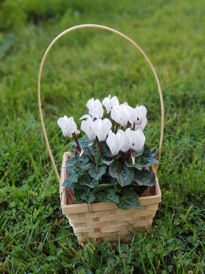 Eskişehir Çiçek- Sklamen