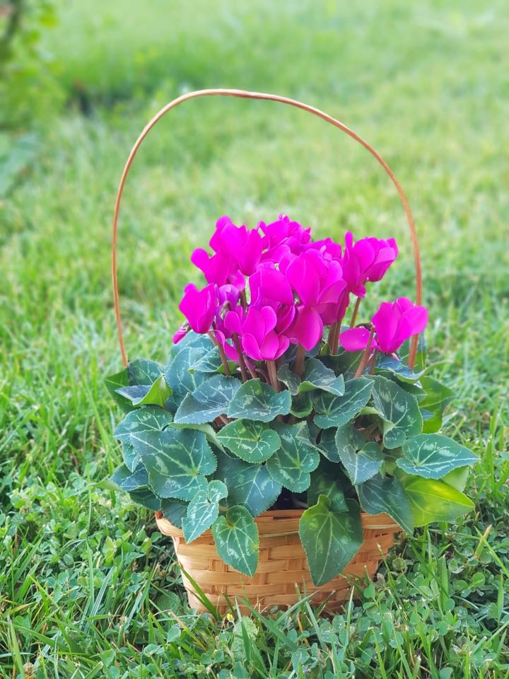 Eskişehir Çiçek- Sklamen