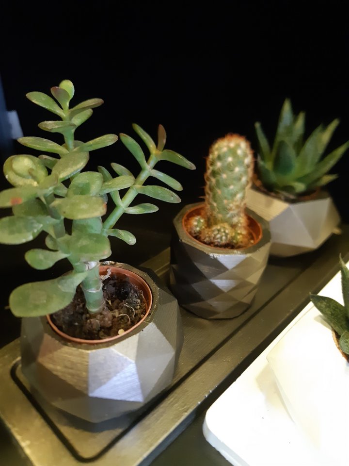 Eskişehir Çiçek- terrarium