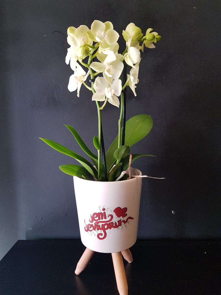 Seni seviyorum mini orkide
