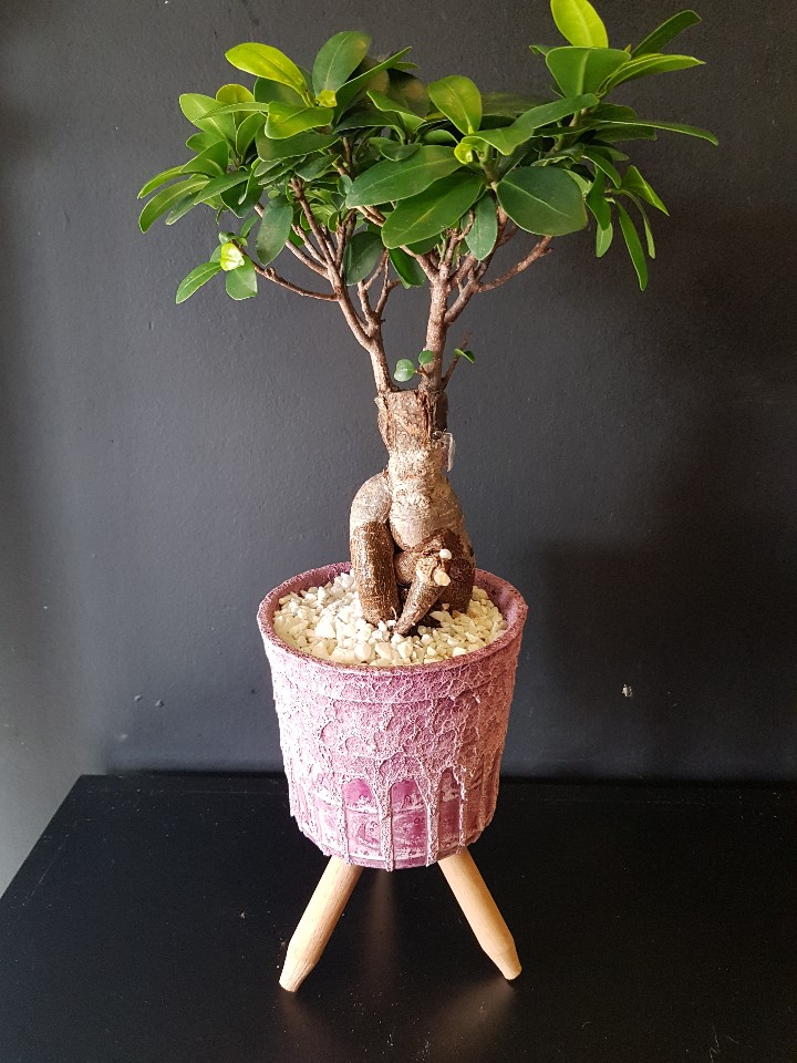 Bonsai özel saksı 