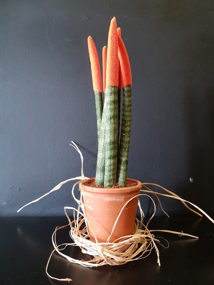 Hovartia 1 paşa kılıcı 