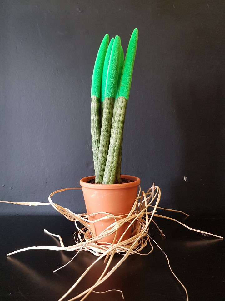 Hovartia 4 paşa kılıcı 