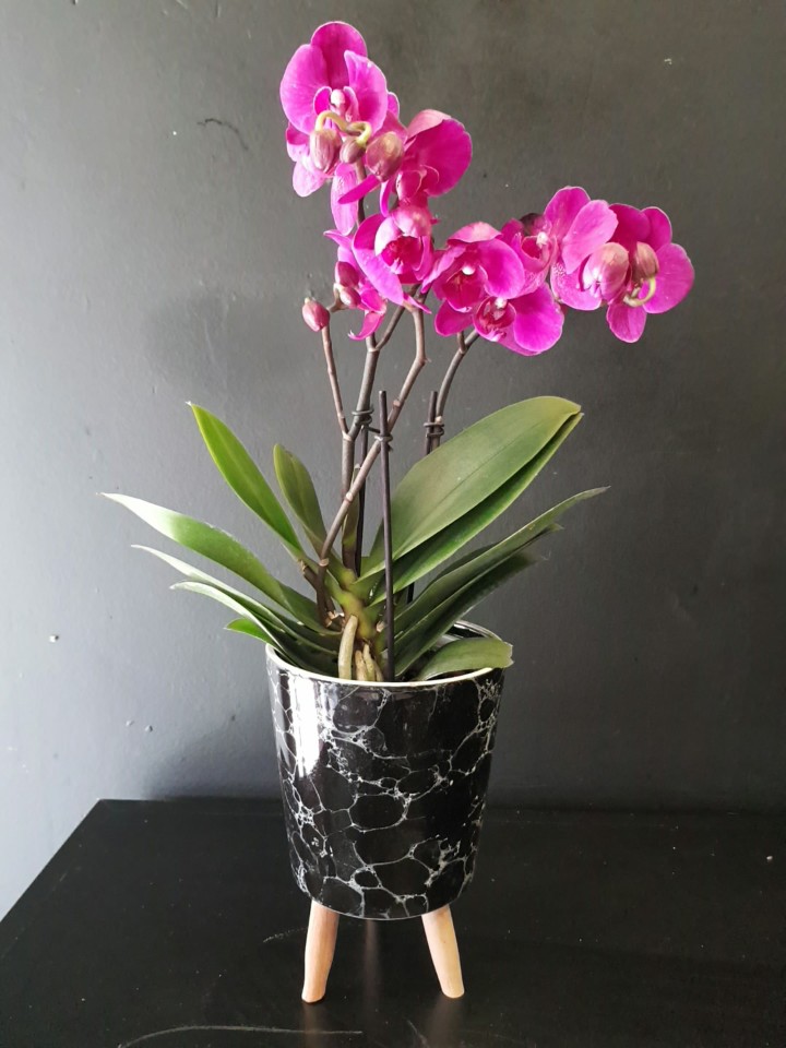 Pembe mini orkide