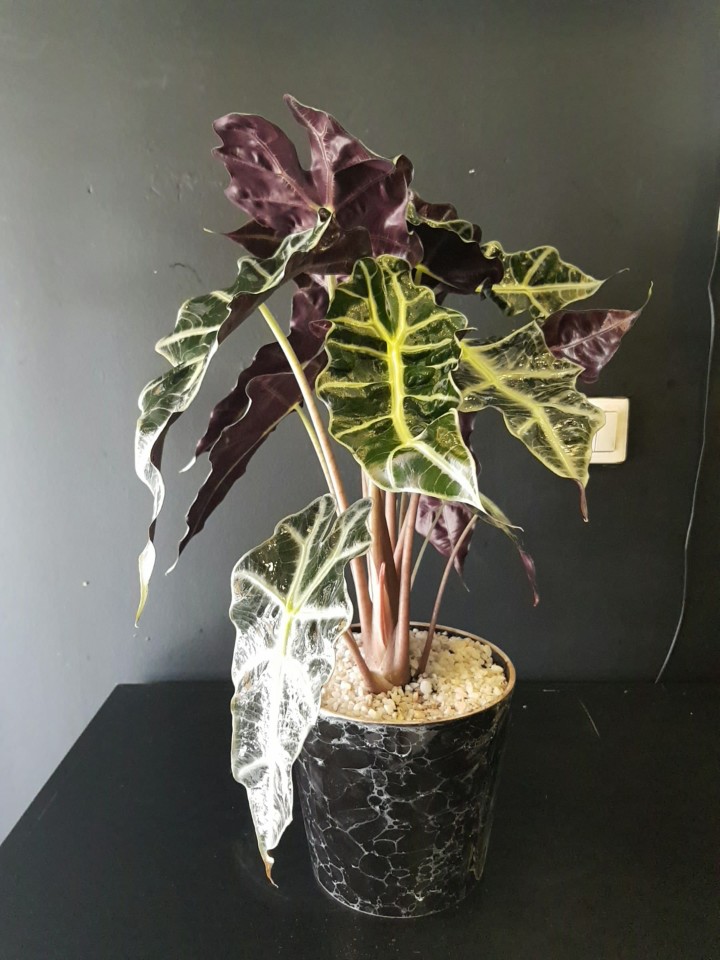 Galetya(melek kanadi)