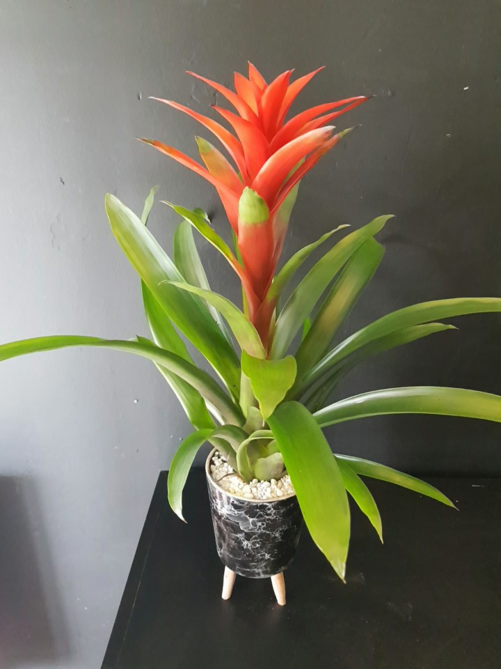 Guzmania kırmızı 