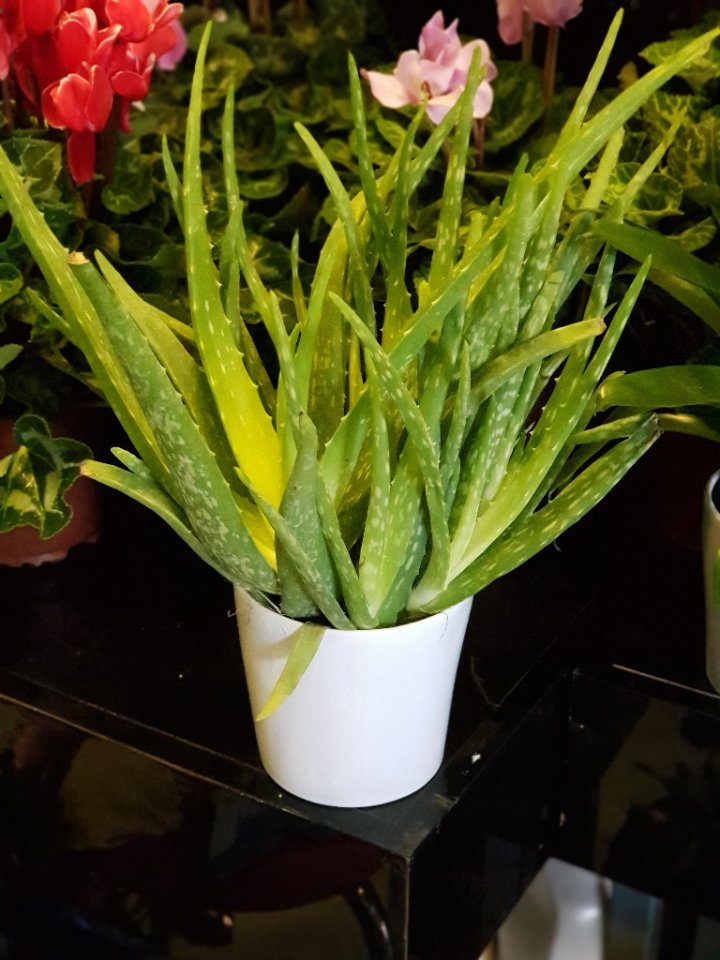 Aleo vera saksı çiçeği 