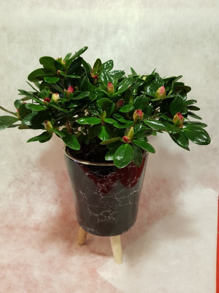 Dekoratif Saksılı Açelya