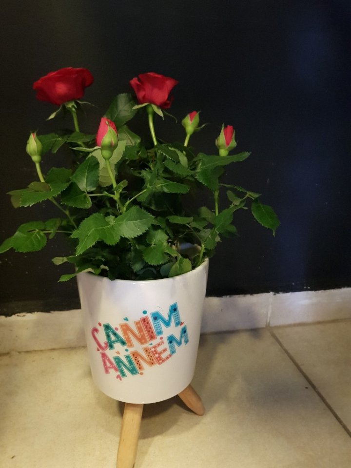 Canım Annem saksıda kırmızı gül 