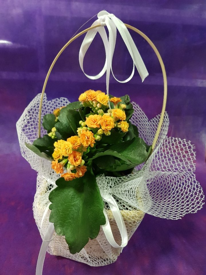 Kalansiyo sepette sarı 