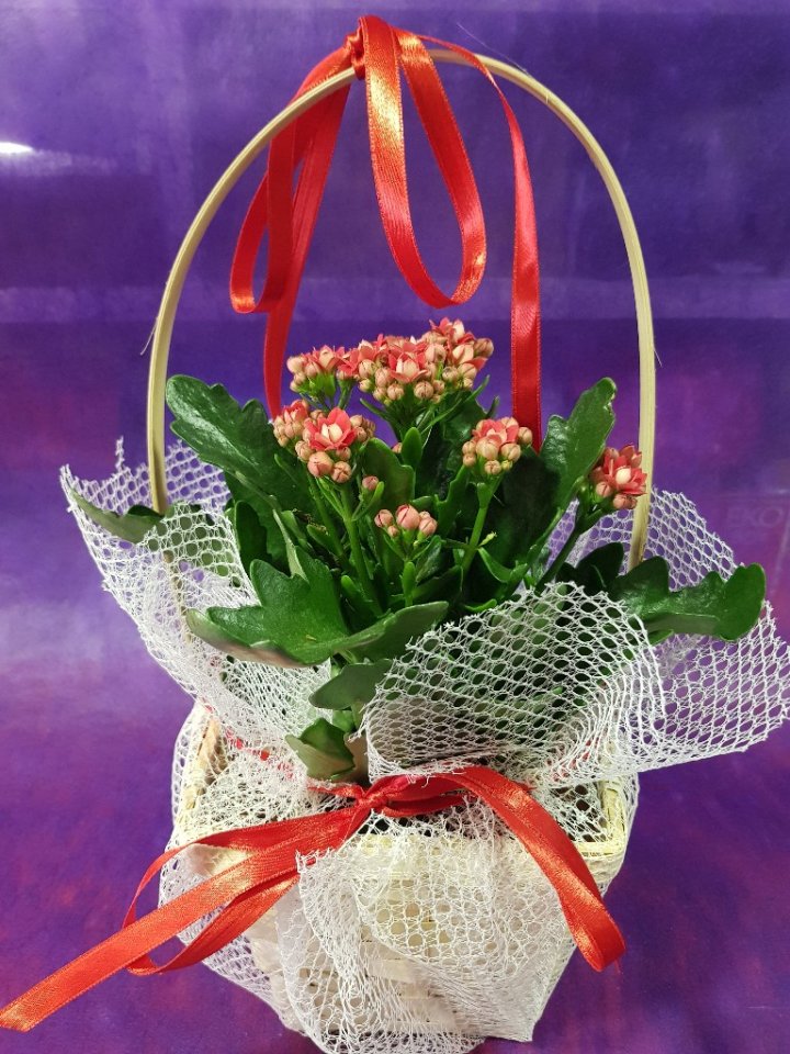 Kalansiyo kırmızı 