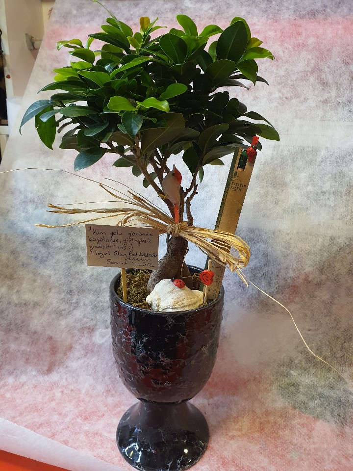 Bonsai seramik saksılı 