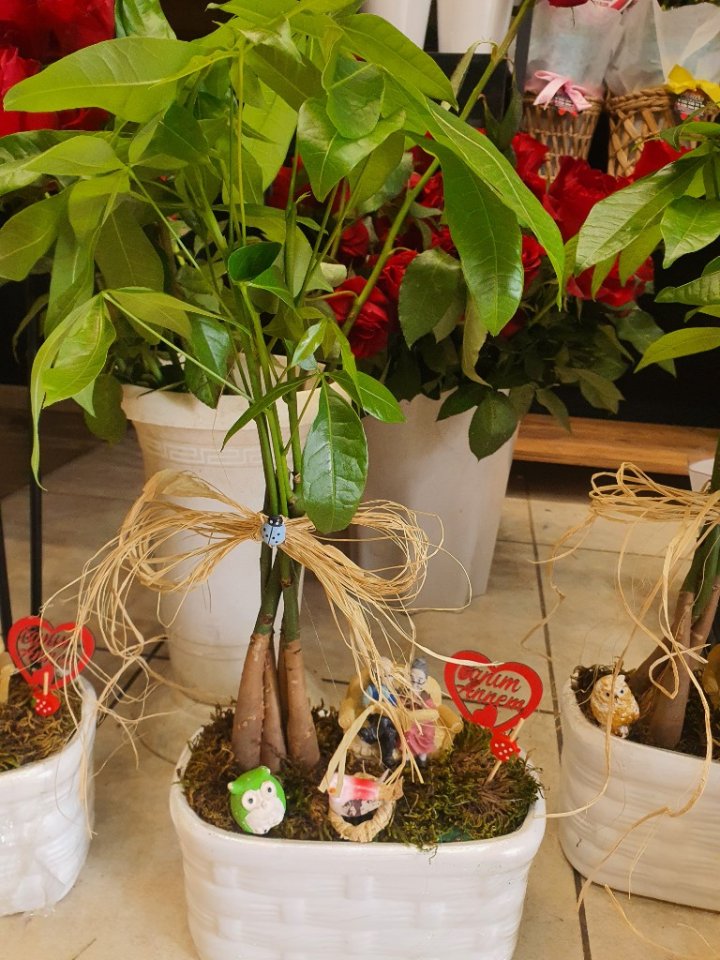 Pachira (Para Çiçeği)