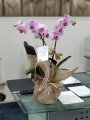 Çiçekçi - İki Dal Pembe Orkide